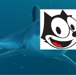 Catshark!!!