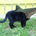 catshark-1