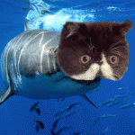 catshark