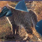 catshark MSmith