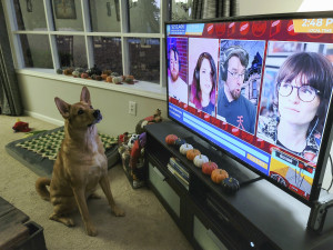 A dog watching Desert Bus.