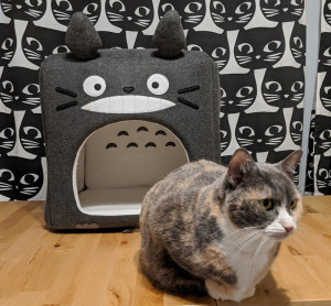 A photo of the Totoro cat cube, with a cat in front.