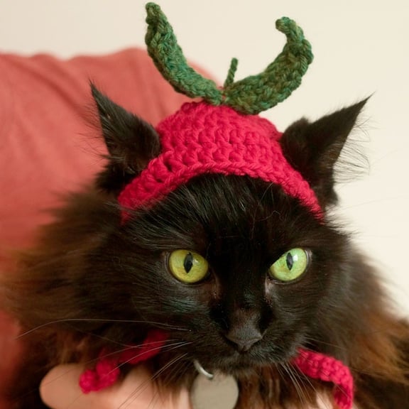 A close up of a long-haired black cat wearing a red hat resembling a tomato.